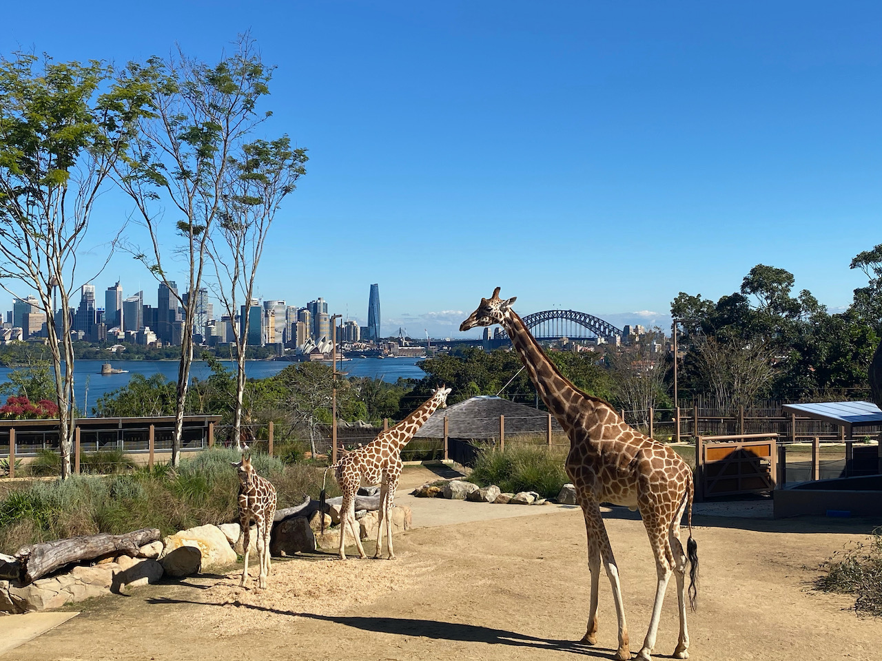 A Day at Taronga Zoo - Jade & Greg Travel